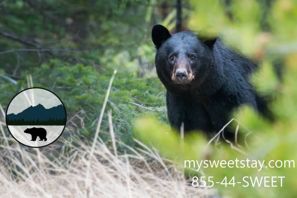 A striking image of a black bear moving through lush greenery in its natural habitat, surrounded by vibrant foliage and hints of the untamed wilderness. The scene immerses viewers in the outdoor environment, evoking the sense of adventure and proximity to the Smoky Mountains' wildlife.